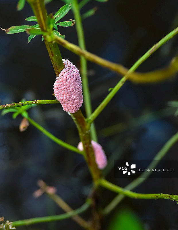 pond. clinging to a plant in a 淡水苹果蜗牛卵附着在池塘植物上的高角度视图图片素材