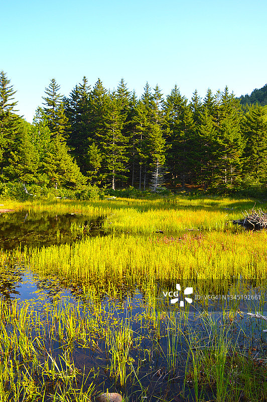 缅因州阿卡迪亚国家公园哈德洛克上池图片素材