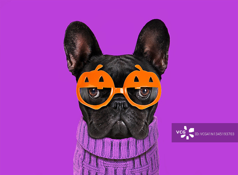 戴着南瓜眼镜的有趣小狗图片素材