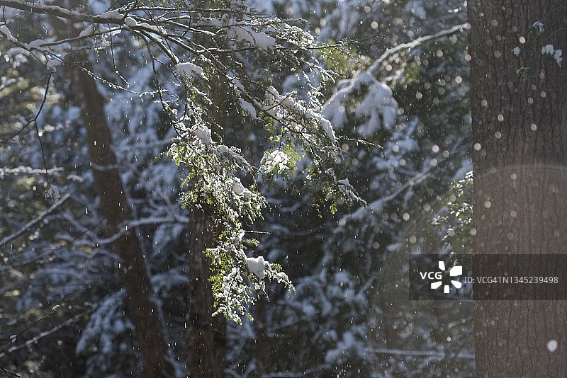 冷杉和新鲜的降雪图片素材