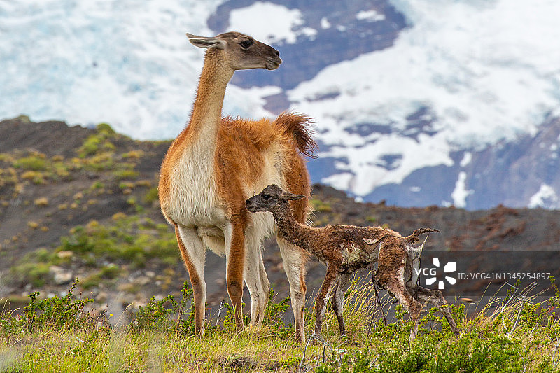 小羊驼和母羊驼图片素材