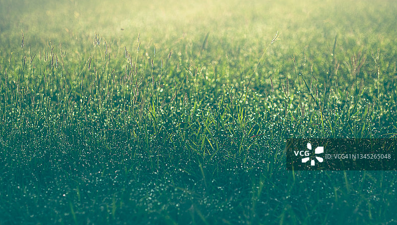 阳光下的绿色草地纹理背景，雨后绿叶上的雨滴图片素材