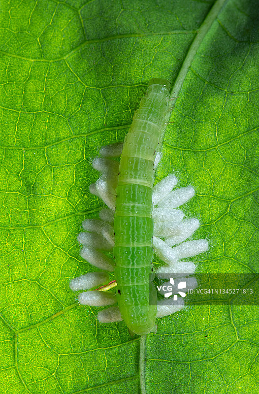 菜粉蝶孵化的卵微距摄影图片素材