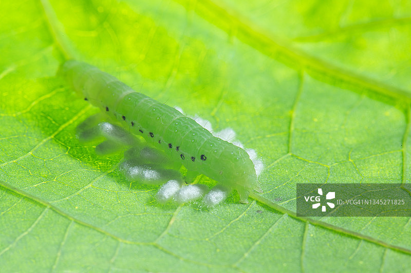 菜粉蝶孵化的卵微距摄影图片素材