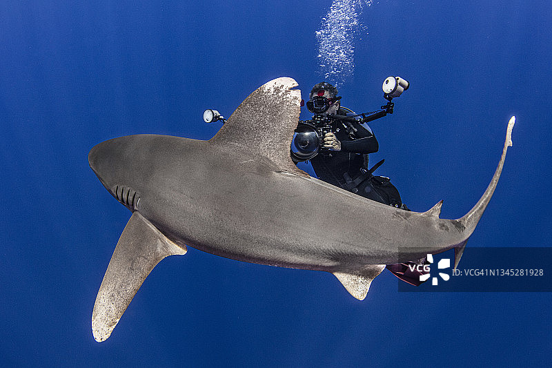 巴哈马猫岛与远洋白鳍鲨潜水员图片素材