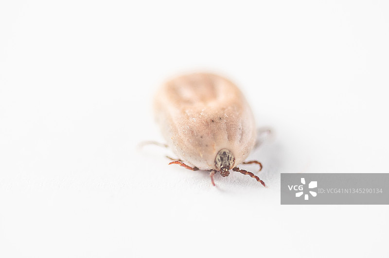 德国运动中的蜱虫微距摄影图片素材