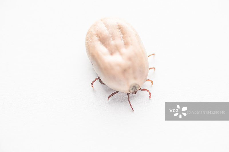 德国：蜱虫俯视微距摄影图片素材