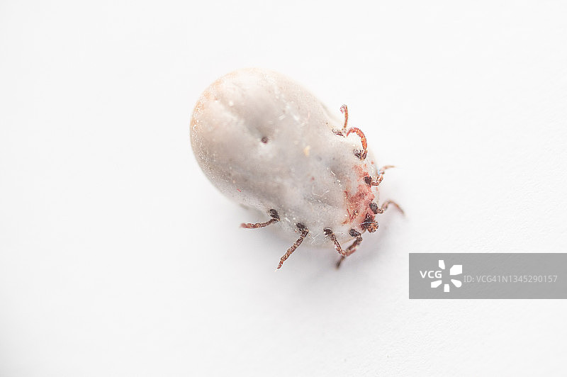 德国的蜱虫微距照片图片素材