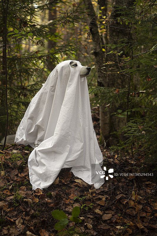 一只穿着幽灵服装的狗图片素材