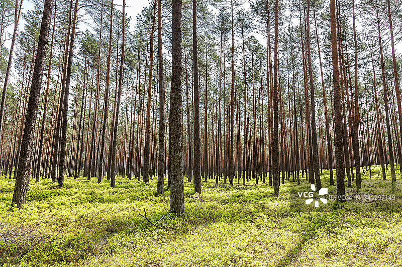 苏格兰松树林图片素材
