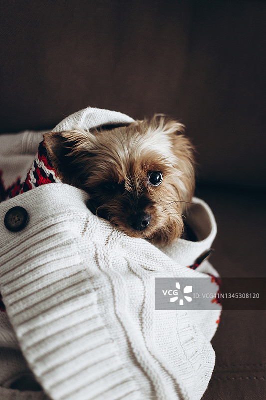 身穿白色开衫的约克夏梗图片素材