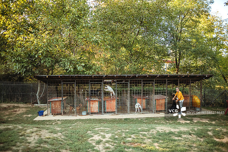 流浪狗收容所图片素材