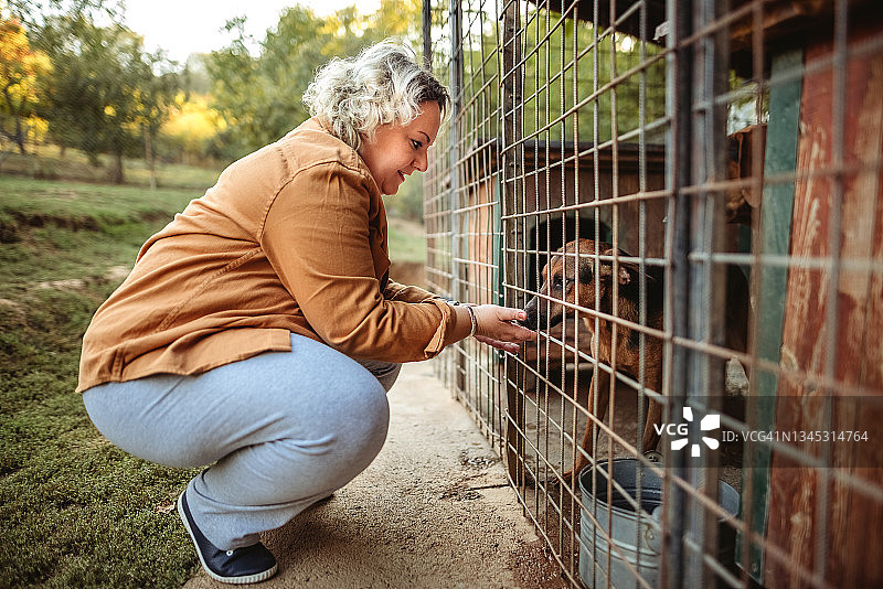 流浪狗收容所图片素材