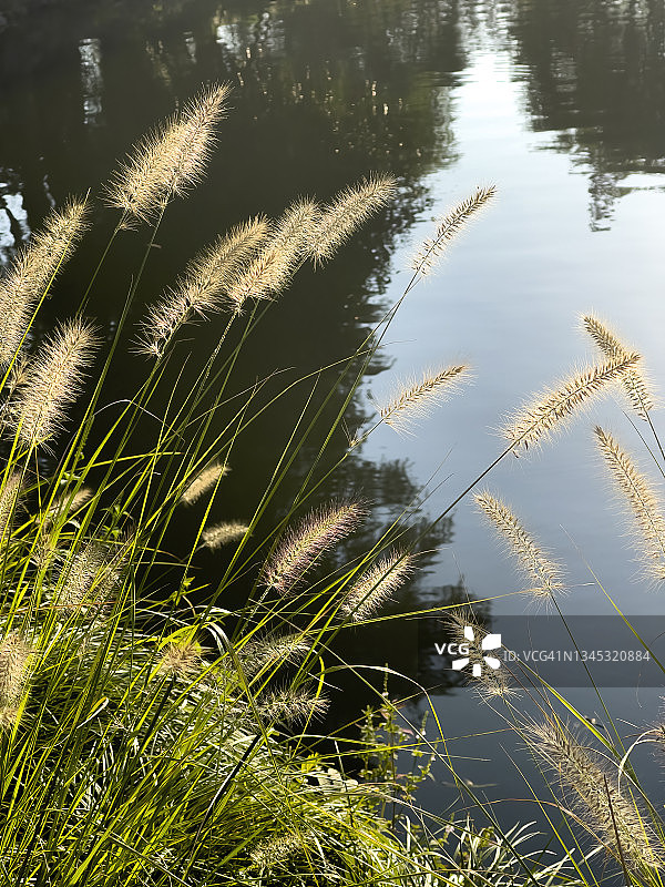 湖边逆光下的狗尾草图片素材