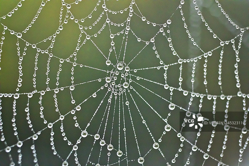 覆盖露珠的蜘蛛网微距摄影图片素材