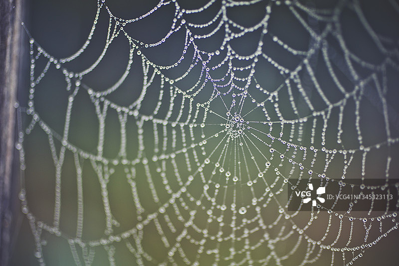 覆盖露珠的蜘蛛网微距摄影图片素材