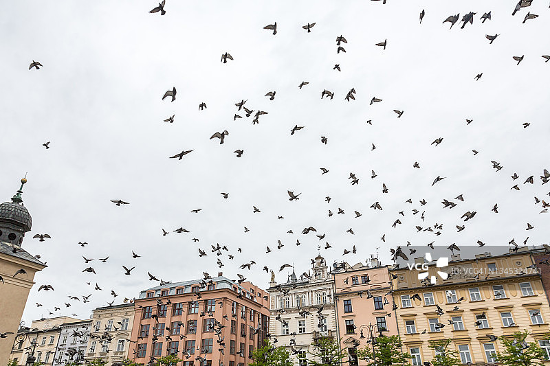 飞过克拉科夫中央集市广场的鸽子图片素材