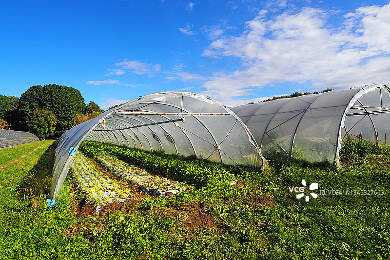 用于有机农业的塑料大棚图片素材