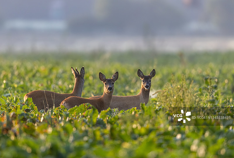 三只狍子图片素材