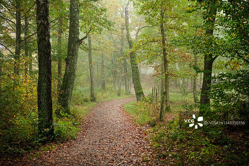 秋季迷雾中带有小路的山毛榉林图片素材