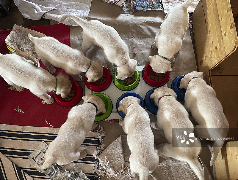 八只小狗进食俯视图图片素材