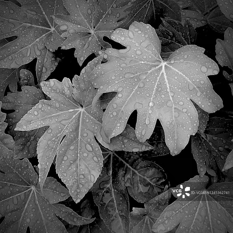 俄勒冈州八角金盘叶子上的雨滴（黑白照片）图片素材