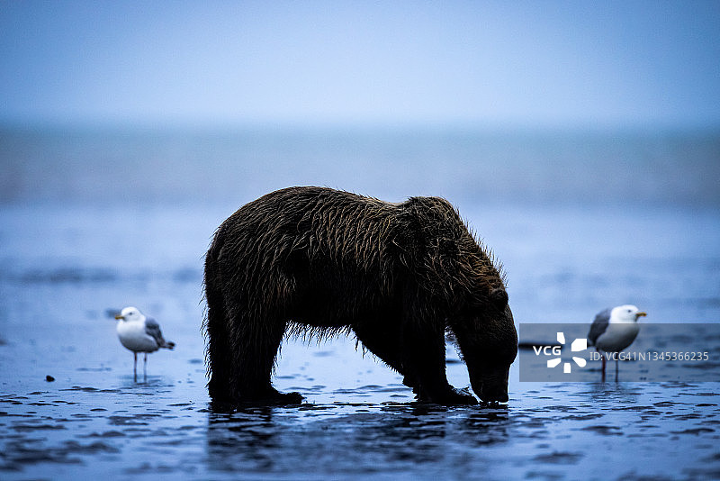 阿拉斯加棕熊剪影图片素材