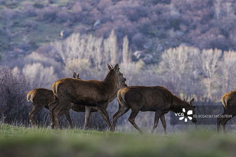 法国东比利牛斯山，草地上的鹿群图片素材