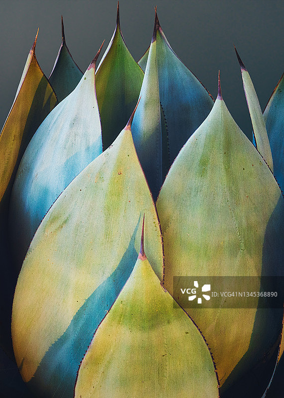 蓝色龙舌兰植物的特写，美国加利福尼亚州图片素材