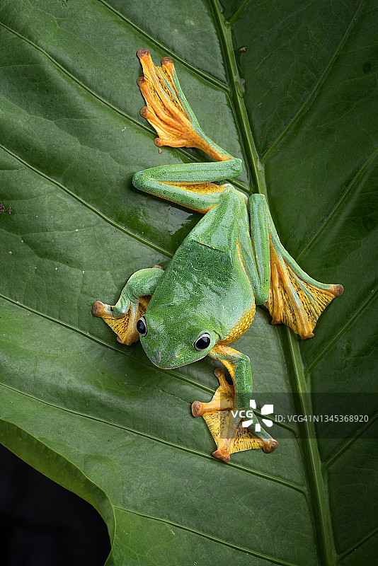 栖息在树叶上的绿色雌性飞蛙，印度尼西亚图片素材