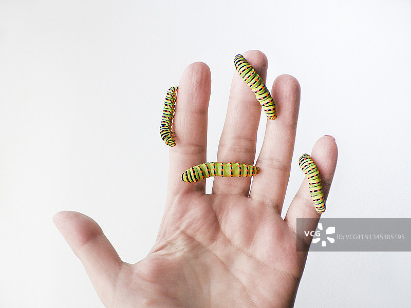 燕尾毛虫群图片素材