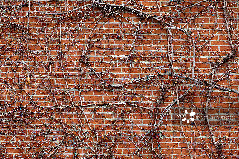 砖墙上的葡萄藤生长图片素材