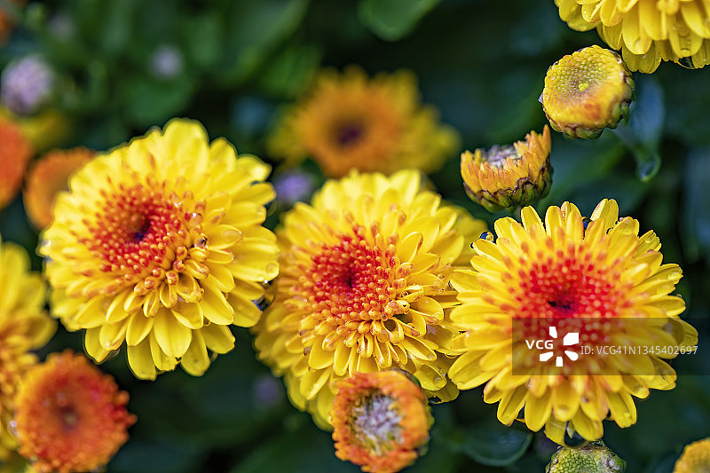 秋季花园菊花上的水滴图片素材