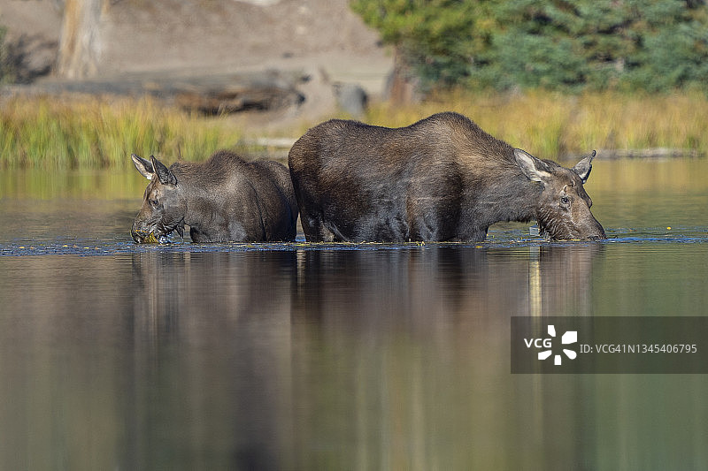 落基山国家公园的母驼鹿和小驼鹿图片素材