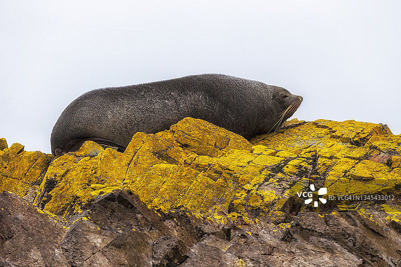 南极毛皮海狮图片素材