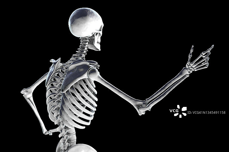 人类的骨骼,插图图片素材