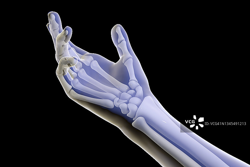 人手骨骼插图图片素材