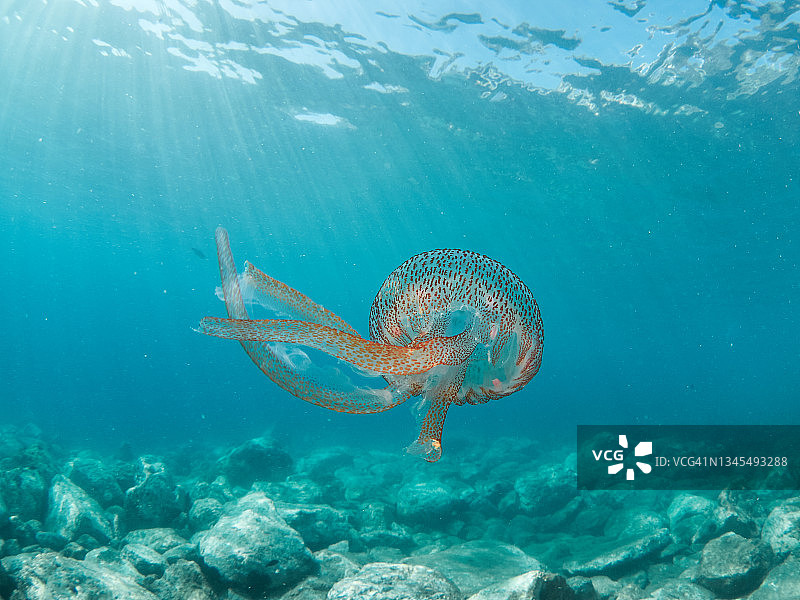 地中海夜光游水母图片素材