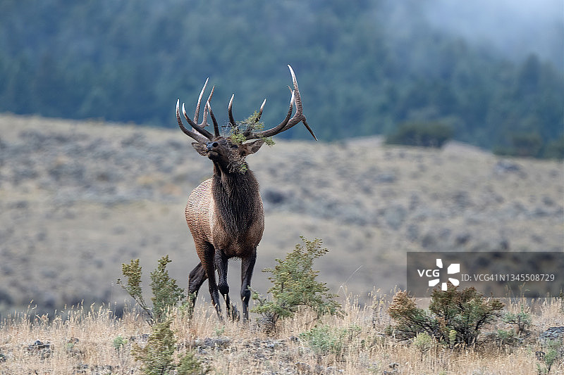 7x7大公麋鹿对着相机吼叫图片素材