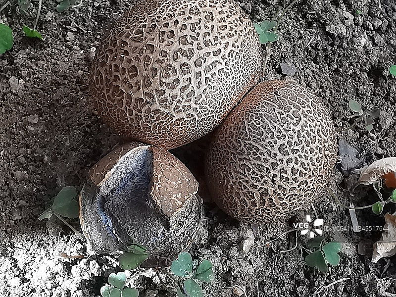 马勃菌图片素材