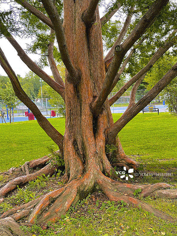 粗壮根系和低矮树枝的树木图片素材
