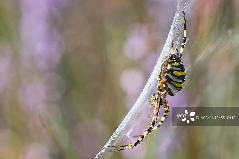 黄蜂蜘蛛，德国下萨克森州埃姆斯兰图片素材