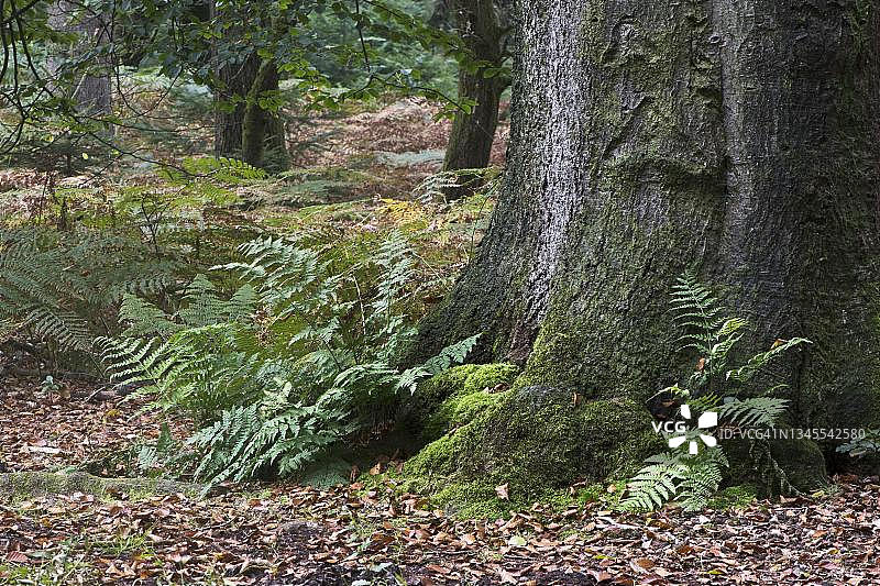 德国下萨克森州埃姆斯兰的山毛榉树干上的荚果蕨图片素材