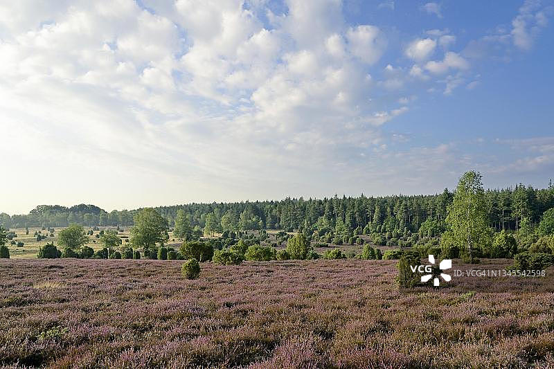 吕讷堡石楠草原，埃勒恩多夫杜松石楠在开花时节的景色图片素材