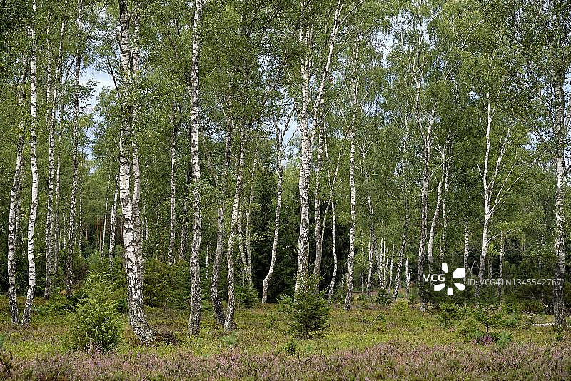 德国吕讷堡荒地，桦树与云杉图片素材