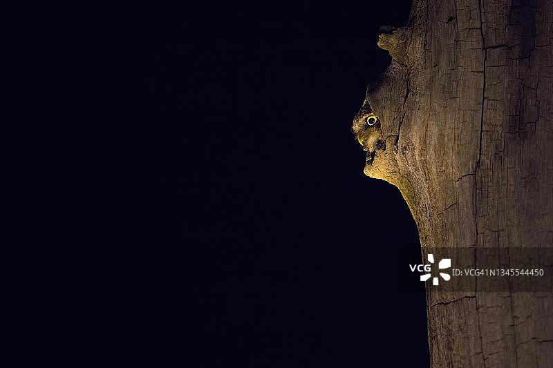 小猫头鹰从巢箱入口向外看，匈牙利图片素材