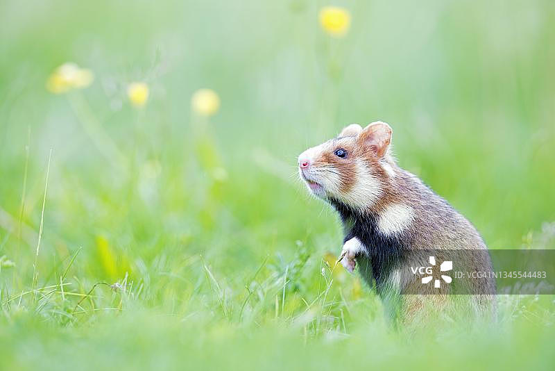 欧洲仓鼠站立在草地上，维也纳，下奥地利州，奥地利图片素材