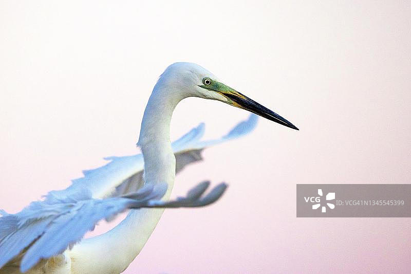 德国大白鹭水中展翅起飞图片素材