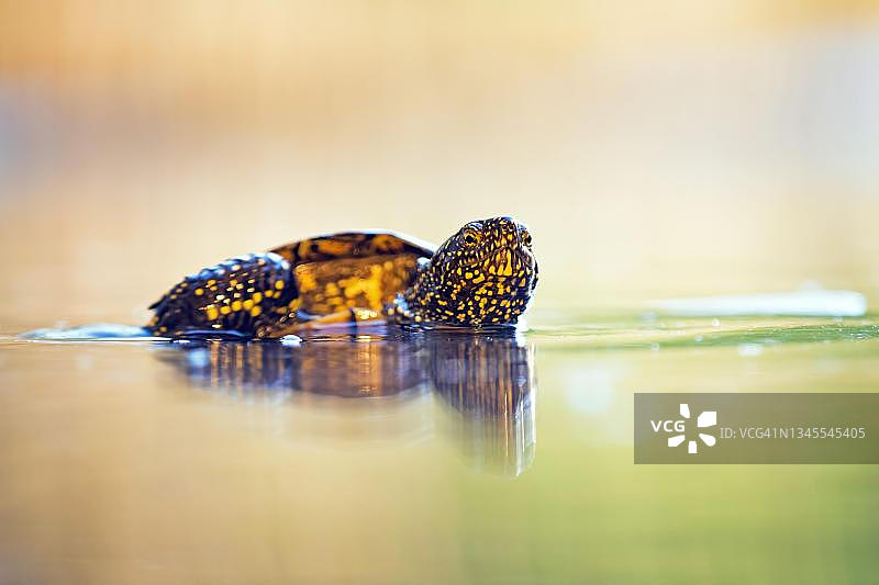 欧洲泽龟在水中，位于德国萨克森-安哈尔特州中易北河生物圈保护区图片素材