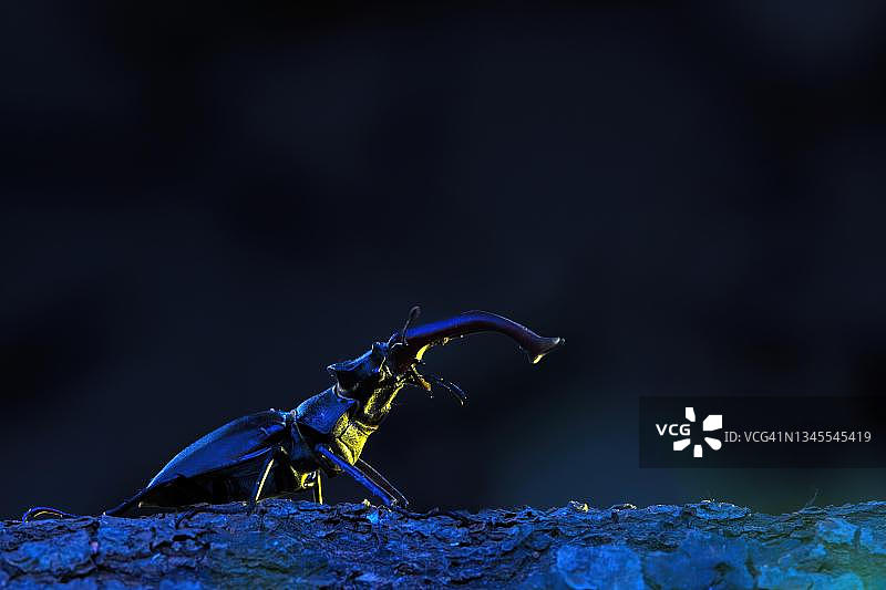 勃兰登堡生物圈保护区萨克森-安哈尔特雄鹿图片素材